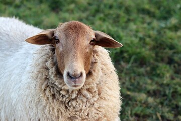 Schaf blickt in Kamera