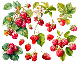 Watercolor painting of a Raspberries  fruit set isolated on white background. Cut out PNG illustration on transparent background. AI Generative.