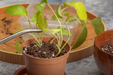 Watering from a watering can houseplant scindapsus (Scindapsus). Close-up
