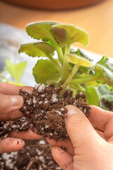 Cleaning up excess soil and old violet bush roots before planting in a new pot. Close-up