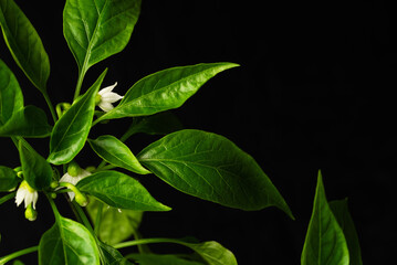 Young hot pepper with white flowers with dark surroundings