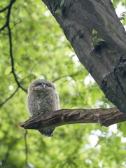 owl