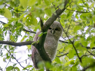 owl on tree