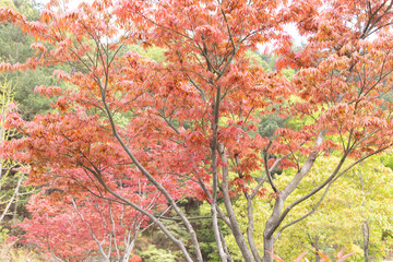 Japanese maple tree at peak foliage in Hunan, China
