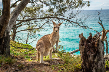 Naklejka na ściany i meble A kangaroo standing in the bush in the North Stradbroke Island