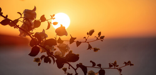 Silhouette of blooming white bougainvillea branch at sunset background. Greece, Cyclades Island.