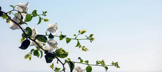 Greece, Cyclades Island. Blooming white bougainvillea branch under blue sky background.
