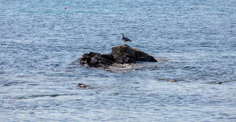 Fototapeta premium Seagull getting rest on rock in wavy Aegean sea background. Greece, Cyclades island, summer day.