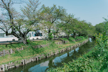 Fototapeta na wymiar Japanese cherry blossom viewing spots at Shingashi river in Kawagoe, Saitama, Japan