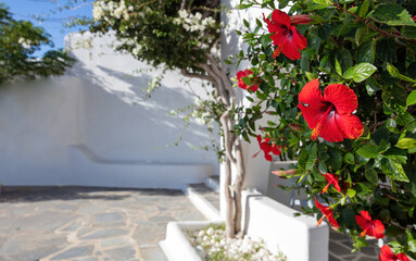 Red hibiscus blooming flowering plant at house yard in Greece Cyclades island. Blur background.