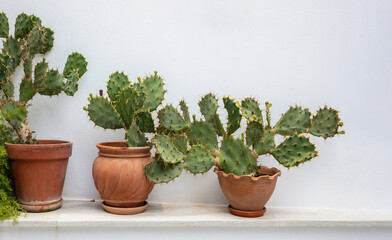 Prickly Pear cactus Opuntia Azurea in pot on whitewashed wall background. Greece, Cyclades island