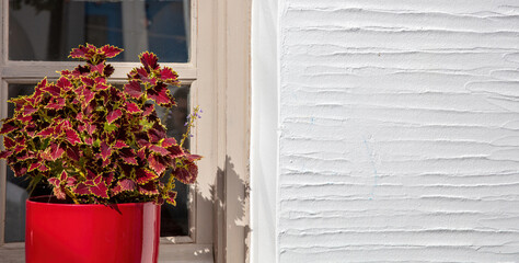 Coleus plant, in red pot on window sill. White empty wall background. Cyclades, Greece. Copy space