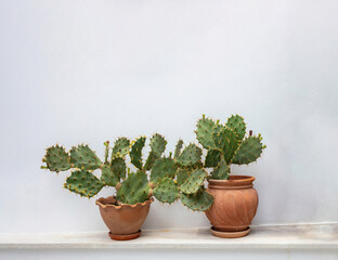 Prickly Pear cactus Opuntia Azurea in pot on whitewashed wall background, space. Greece, Cyclades