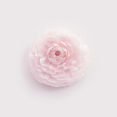 Top view image of pastel pink flower