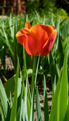 Red tulip in the garden on the blurred background