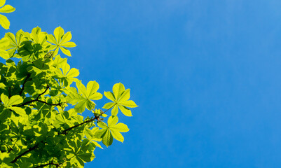 Young chestnut leaves against a blue sky in early spring, backgrounds