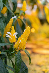 Macrio yellow blooming flower with yellow boked background