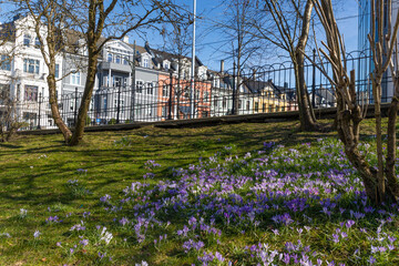 Blooming park meadow in a city with collorfull block row houses in the spring. Bergen 