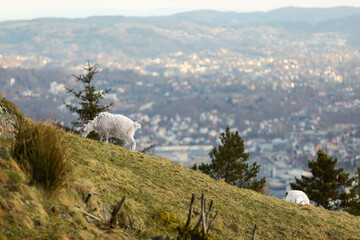  A picturesque landscape showcasing a flock of sheep gracefully grazing on the verdant mountainside overlooking a vibrant cityscape. The majestic scene is accentuated by a solitary goat perched on a n