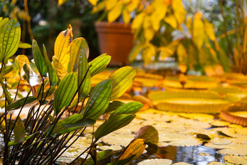 spring flowers in the garden pond yellow bokeh 