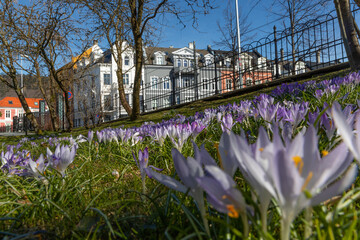 Pink park flowers blooming and colorful houses. Spring in the streets of Bergen