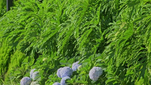 Blooming hydrangea in the garden. - stock video