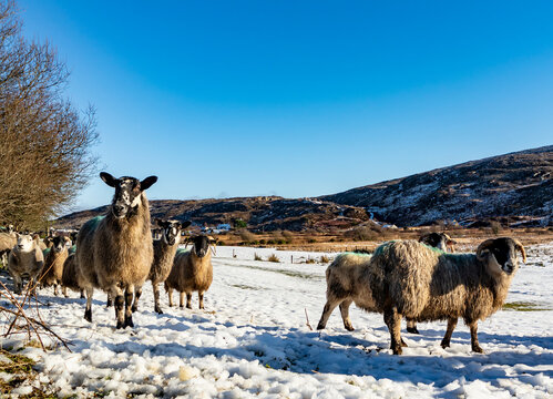 Flock of sheep at a snow covered meadow in County Donegal - Ireland