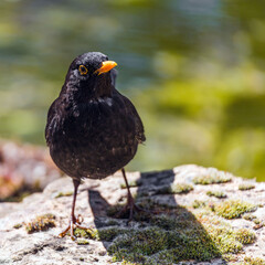 Portrait of a blackbird