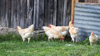 chickens in the yard