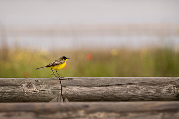 Yellow wagtail in the nature. Close up