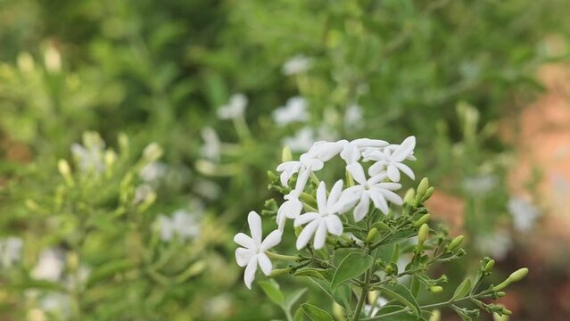 A beautiful view of jasmine flowers on branches blooming and swaying in the wind