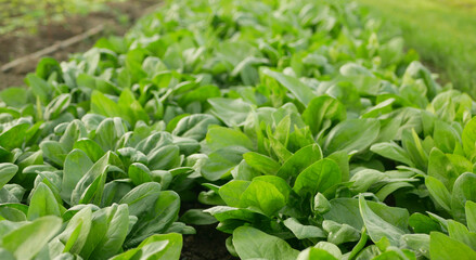 Fototapeta premium Spinach harvest field fresh vegetable Spinacia oleracea rows growing seedlings farm in plant farming. Young leaves leaf leafy green in rows, agriculture Czech bio organic cultivation closeup Europe