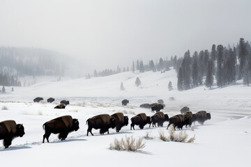 Naklejka premium Yellowstone National Park. Herd of Bison in the snow