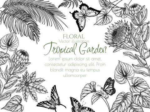 Vector illustration of tropical frame in engraving style. Anthurium, aralia, protea, palm leaves, fern, butterfly