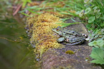 Teichfrosch