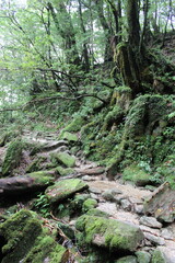 Yakushima island