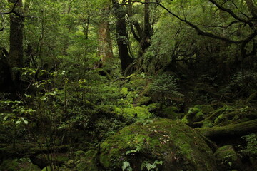 Yakushima island
