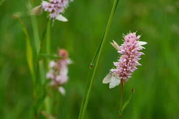 Klappertopf-Kapselspanner (Perizoma albulata)	