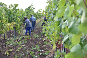 Persone che durante la vendemmia tagliano l'uva