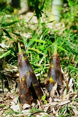 タケノコ