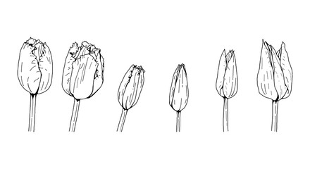 Tulip head hand drawn vector set
