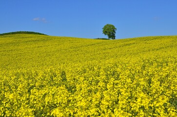 Obraz premium rapeseed field in spring with alone tree and blue sky