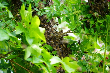 Swarm of Bees in a tree