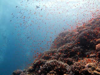 Fototapeta na wymiar Red Sea fish and coral reef at blue hole dive spot in egypt