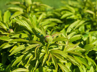 The bud of a young peony blooms in the garden