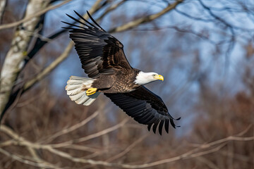 Obraz premium Bald Eagle Flying Over the Paulinskill River in New Jersey Looking for Fish