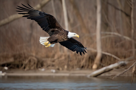 Bald Eagle Flying Over the Paulinskill River in New Jersey Looking for Fish