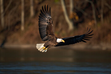 Obraz premium Bald Eagle Flying Over the Paulinskill River in New Jersey Looking for Fish