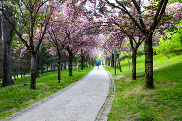 Fototapeta na wymiar walking under the sakura blooming