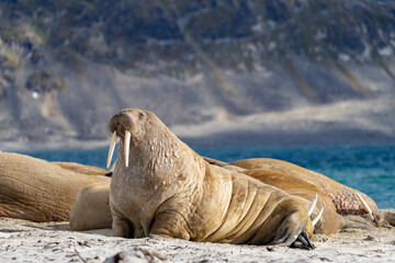 walrus on the beach, wildlife, wild animal